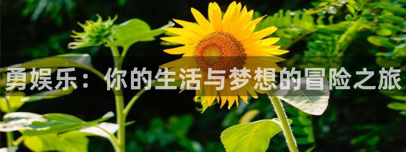 南宫NG网站登录流程：勇娱乐：你的生活与梦想的冒险之旅